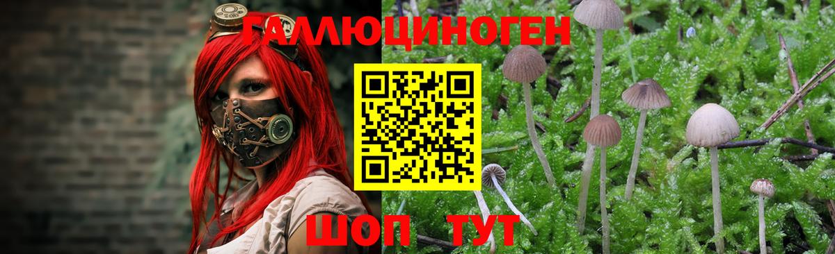Галлюциногенные грибы Cubensis  Вход с VPN  Псилоцибиновые грибы прущие грибы  наркотики  Можайск 